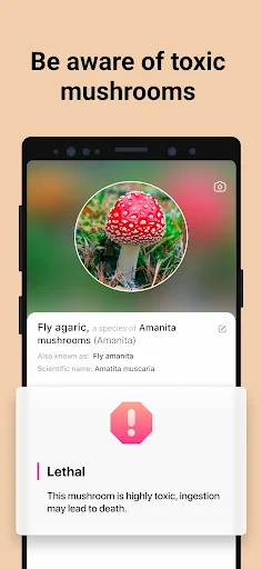Picture Mushroom - Mushroom ID screenshot